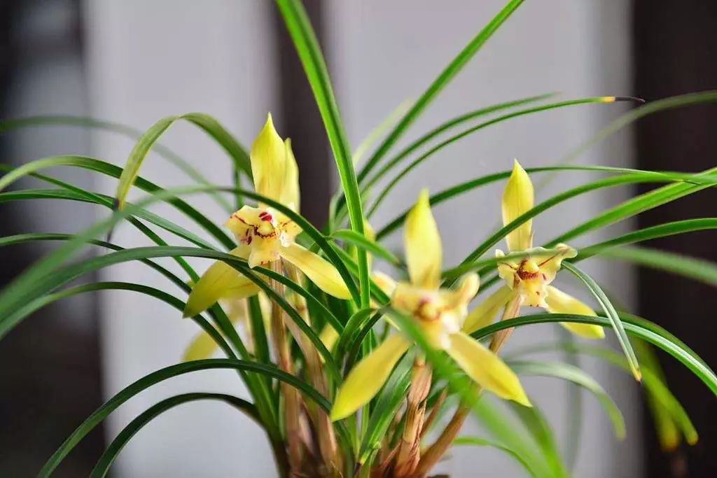 收藏 兰花的养护口诀 花友