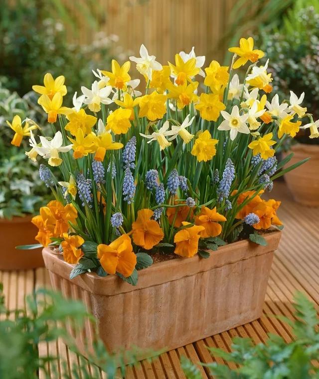 为什么你的洋水仙从来都不会复花洋水仙花后管理方法年年复花