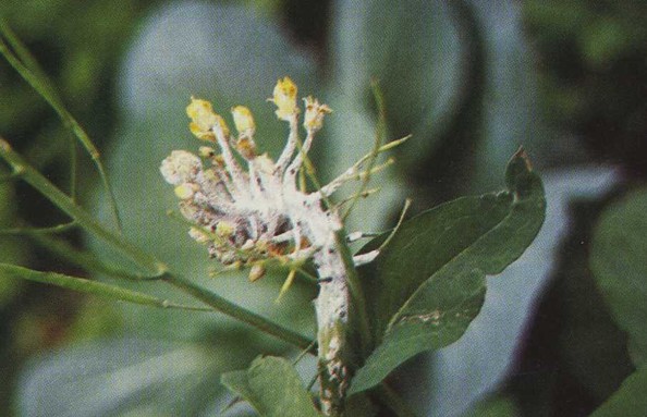 原创油菜白锈病如何防治学会观察病害症状特点早发现早用药防治