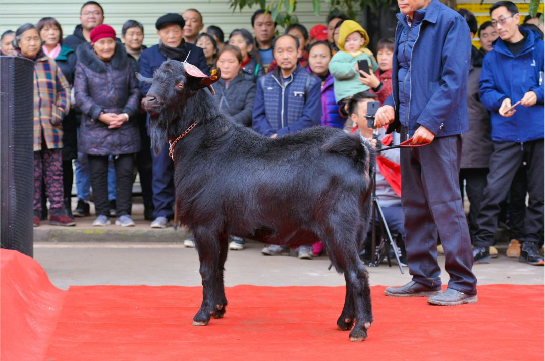 去年12月3日,大足第五屆黑山羊節盛大開幕,獨具特色的非遺表演,別開生