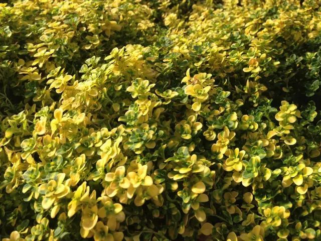 1月8日摩羯星座花「黄百里香&深紫紫罗兰」_爱情