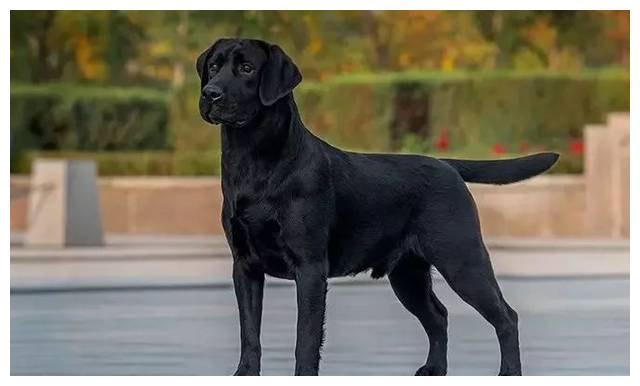 之一,传统称呼为"土狗",南方叫"草狗",北方有的地方又叫"柴狗","笨狗"