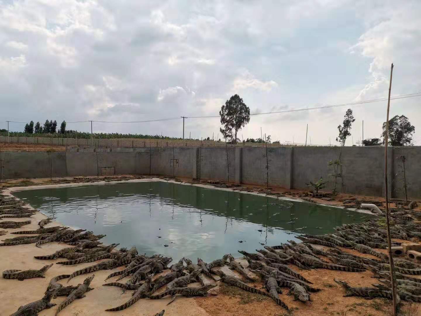 中国最大的鳄鱼养殖场图片