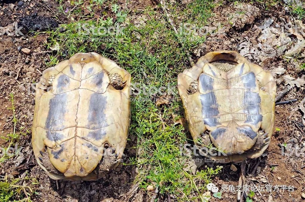 赫曼陆龟的野外生存危机