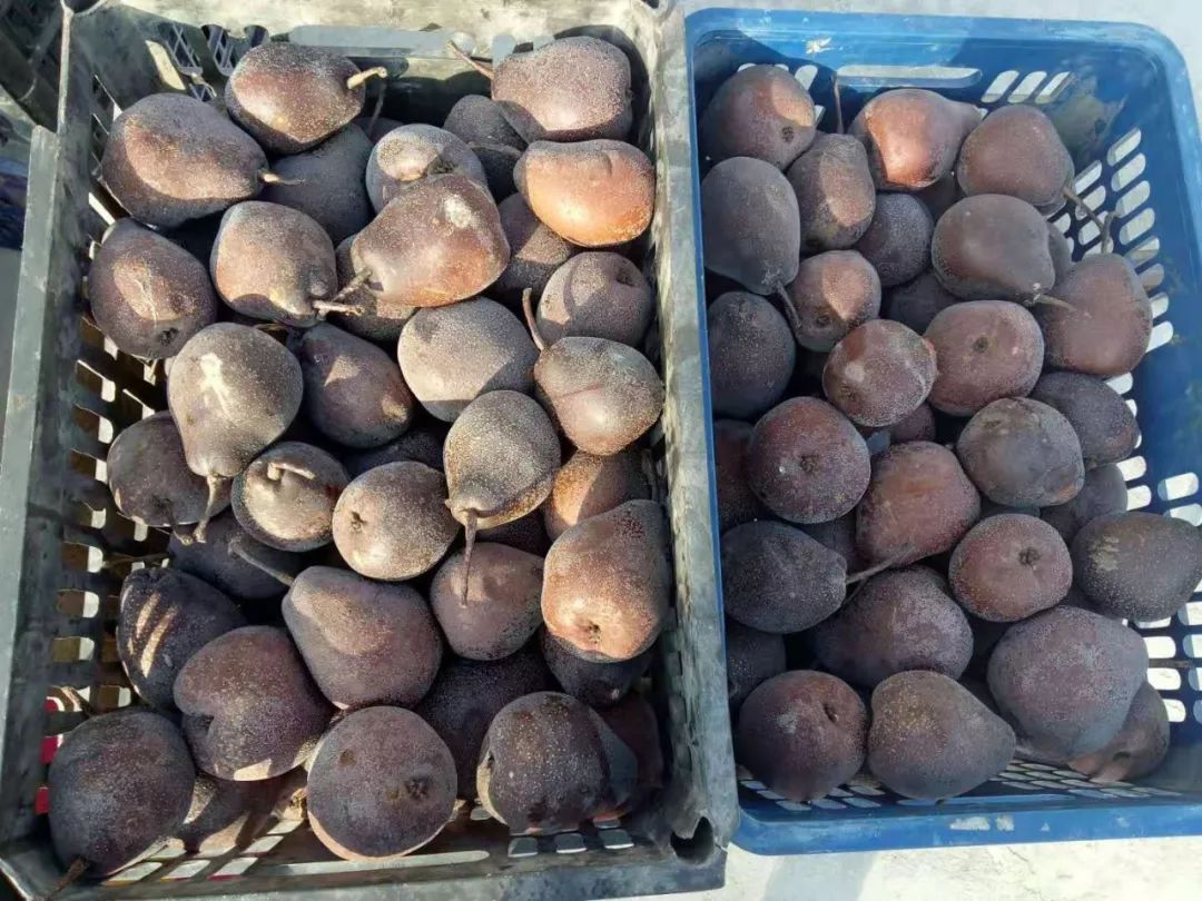 河州塬啤特果故乡的高原山珍正在热卖中