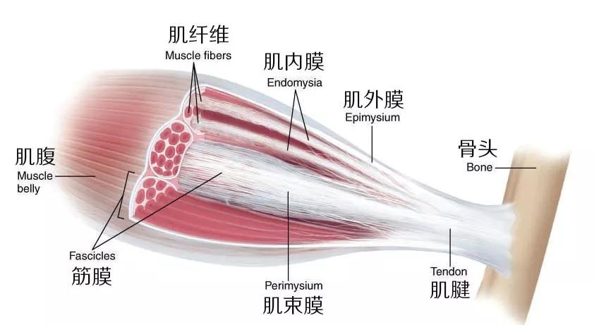 筋膜位置图图片