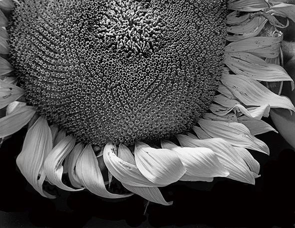 保罗卡普尼格罗直接摄影