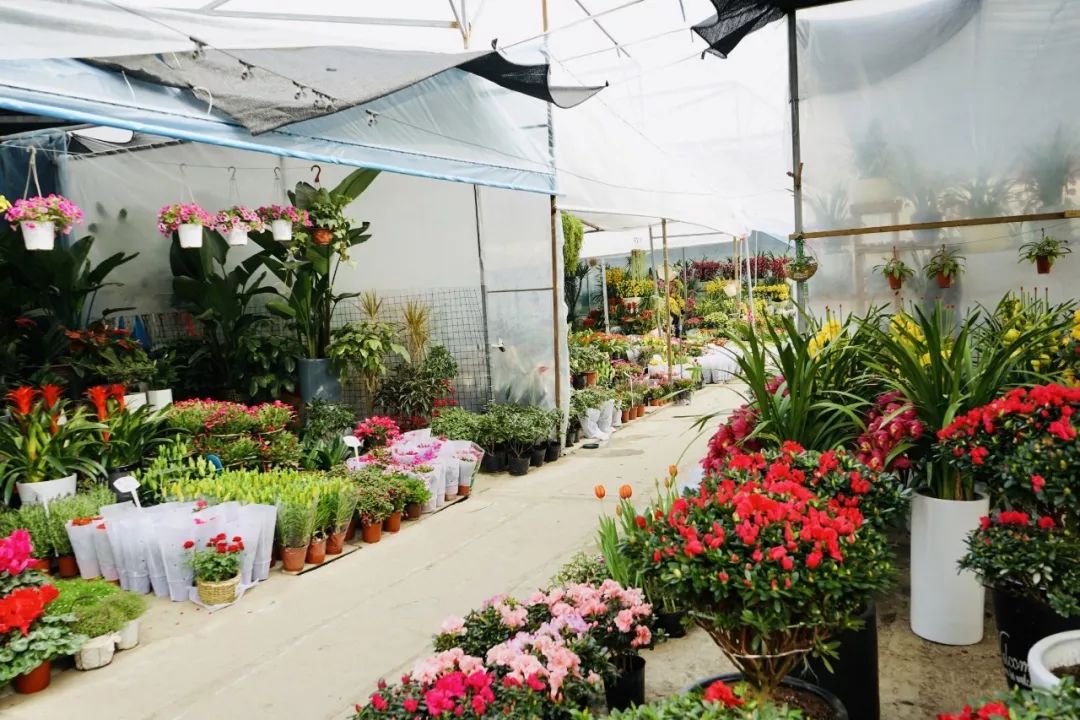 成都三圣乡还有花卖不有有有