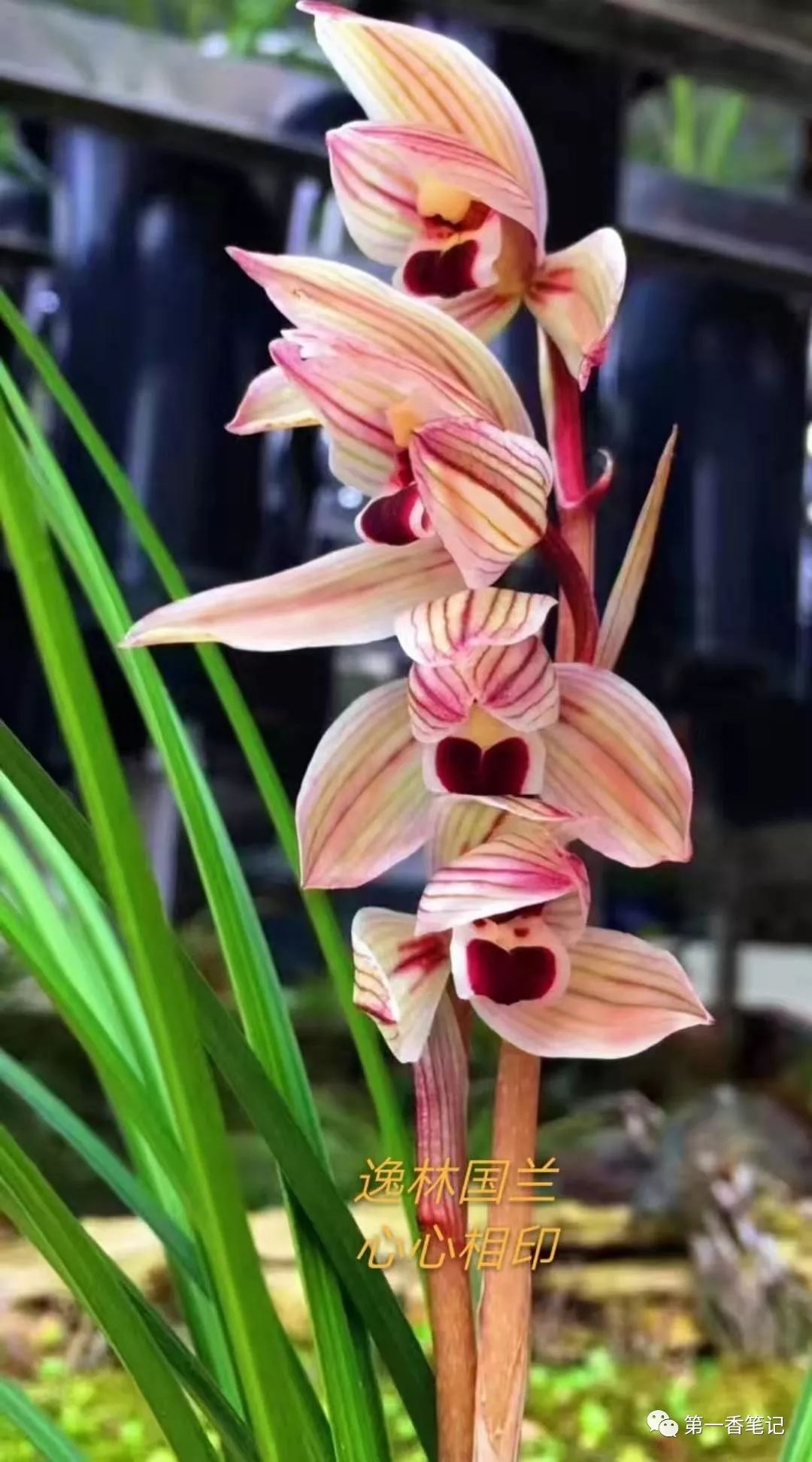 591云南兰花年销花的先行者