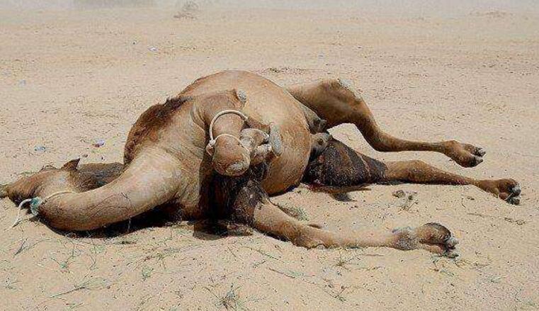 大火,5亿 动物丧生,澳大利亚却要再杀10000头骆驼?只因它们多喝了水