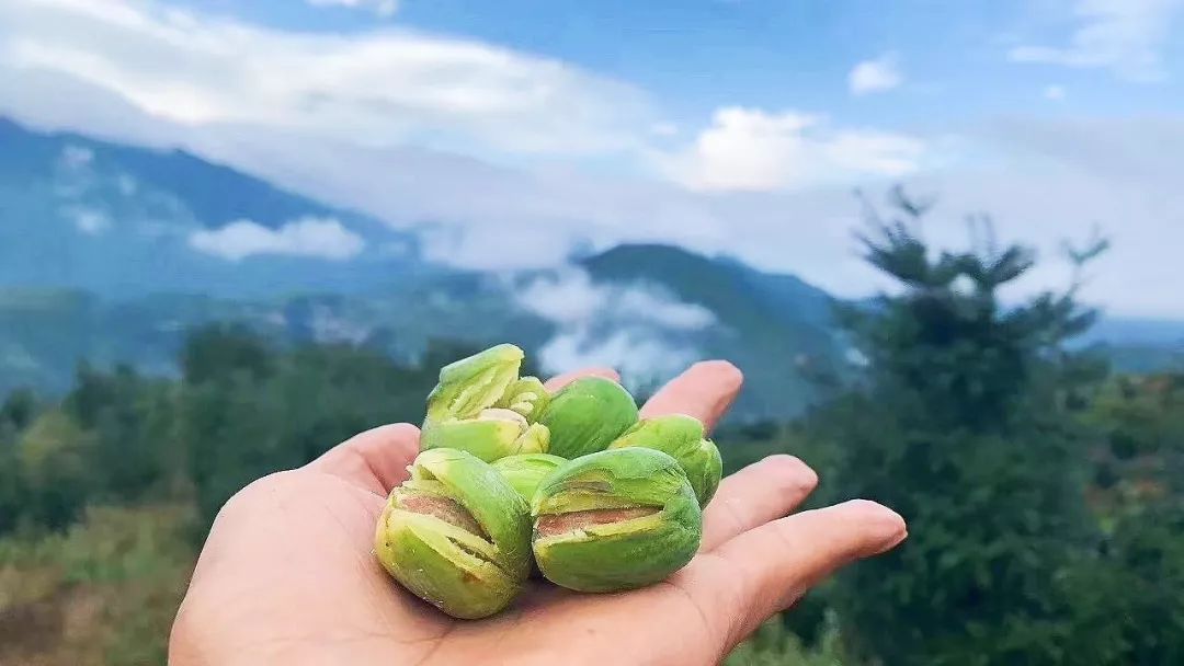 立勤拥有8000多亩山地,20多万株香榧,分布在枫桥,赵家镇,东白湖和丽水