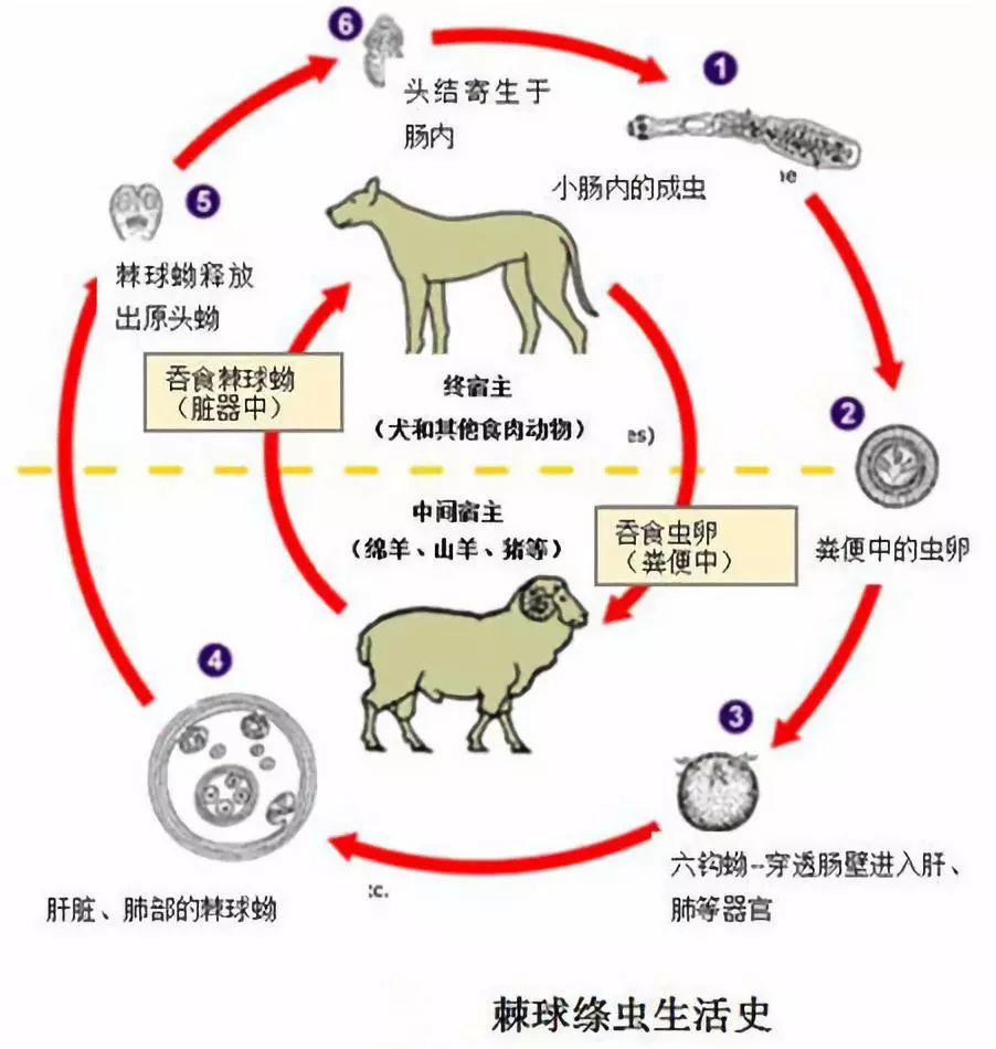 寻虫环游记第十站包虫