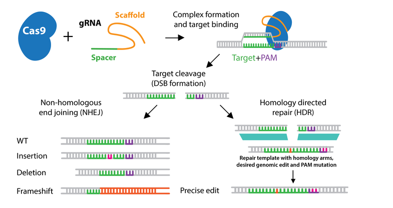 crispr/cas9基因编辑技术的四项基础应用-源井生物