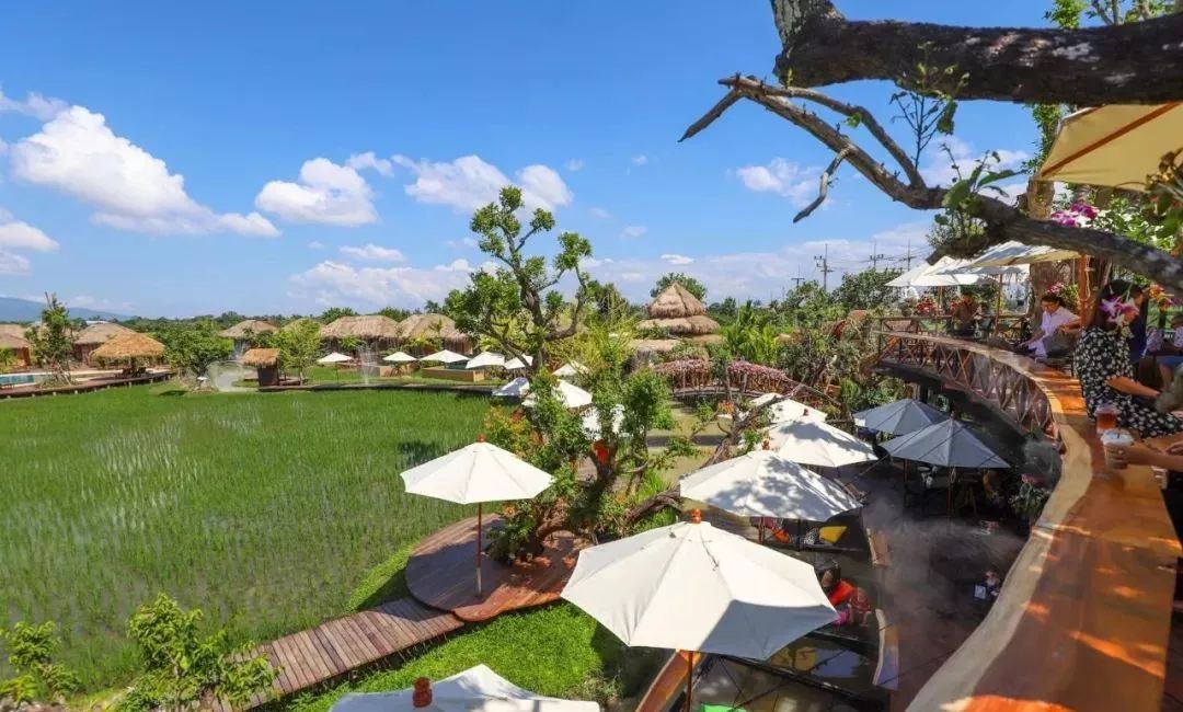 清迈稻田咖啡馆对的时间就要看对的风景