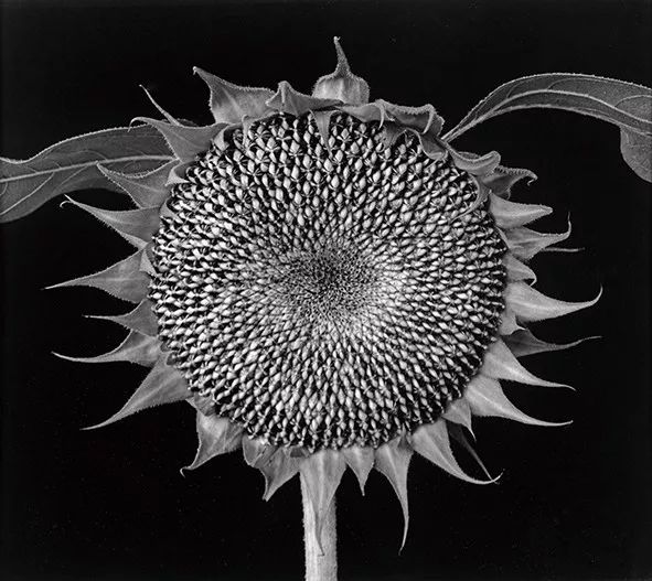 保罗卡普尼格罗直接摄影