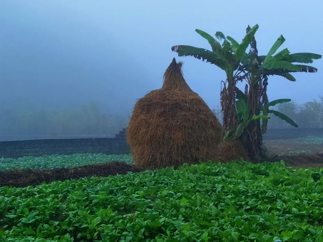 李子柒的菜园里,藏着2000万人向往的田园生活!