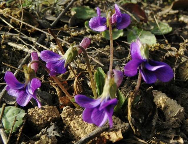 乡间田地里有1种光瓣堇菜开紫色花朵拔1棵少1棵珍贵