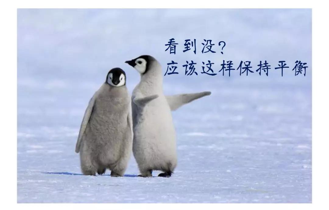 一场雨雪下出一个冬季的量今天学呆萌企鹅走路最保险