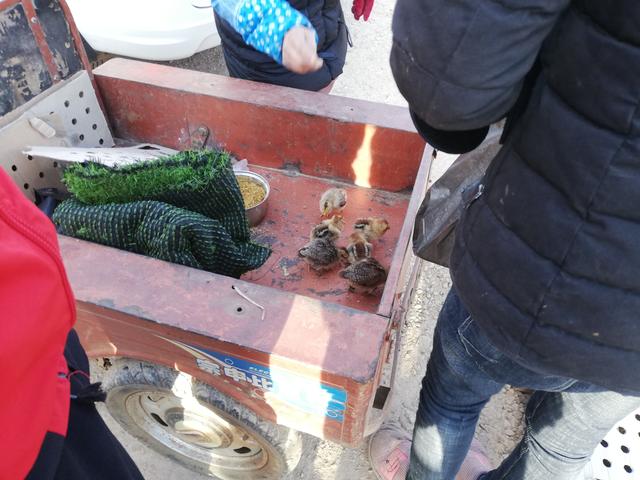 小鸡仔价格实惠买主10元拿4只称买给孩子过生日