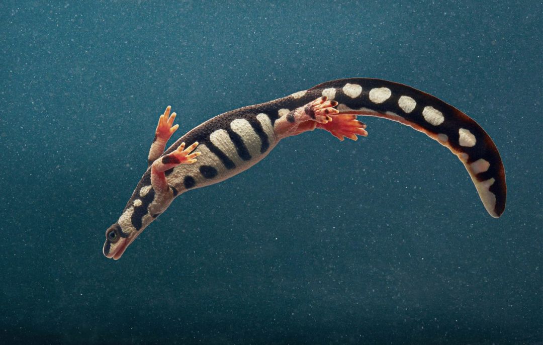 大熊猫小熊猫滇金丝猴川金丝猴cowned sifaka 环尾狐猴欧洲鳇恒河鳄