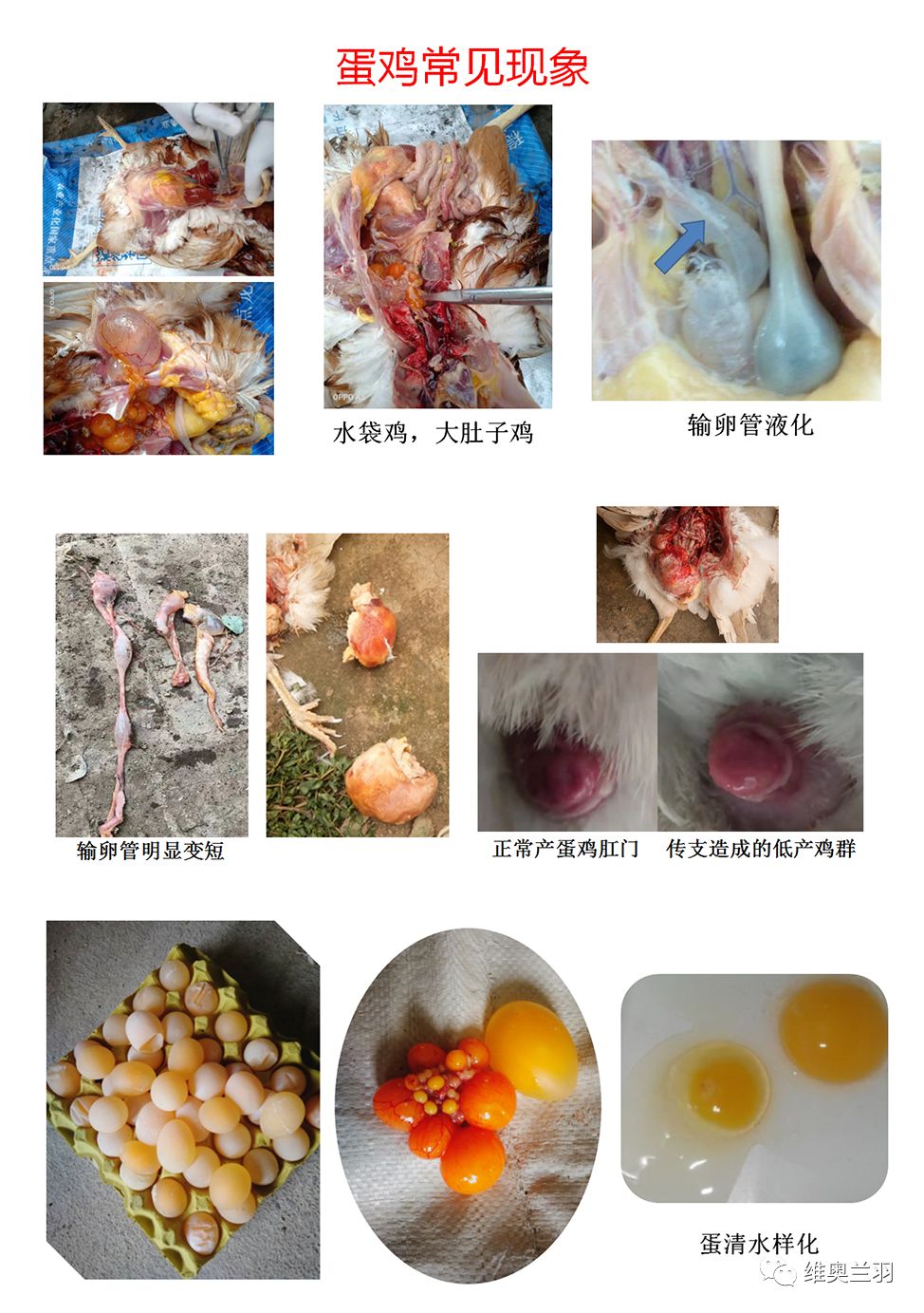 生态减负传支防控以鸡群为中心以生物安全和科学免疫为两翼