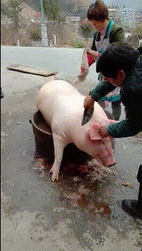 猪进食图片gif图片