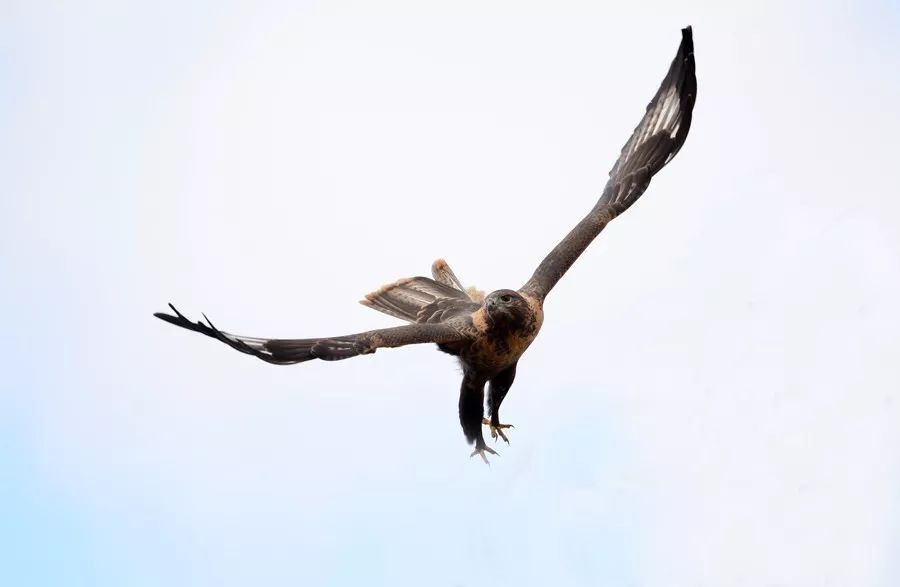 【野保科普】百种老鹰的10种叫法