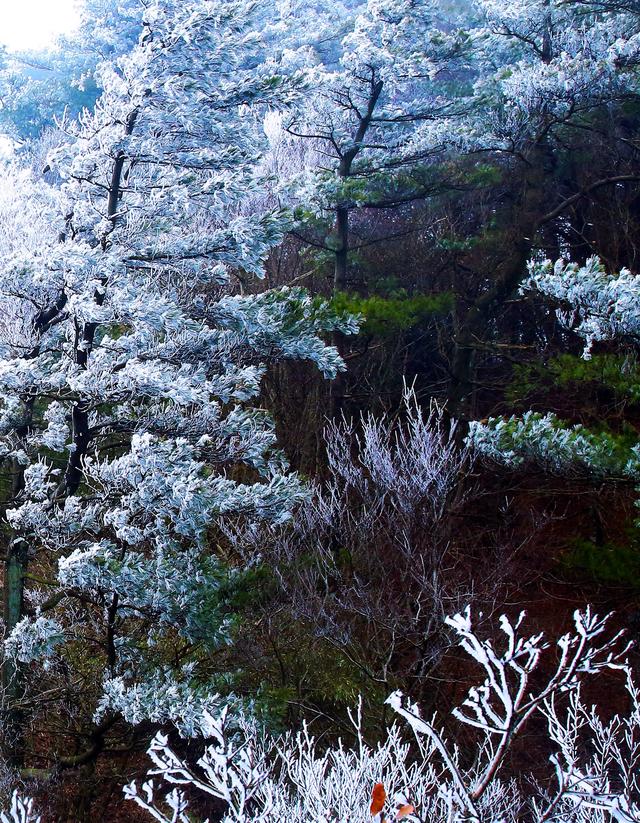 原创玉树琼花四川天曌山出现童话般雾凇美景千姿百态十分壮观