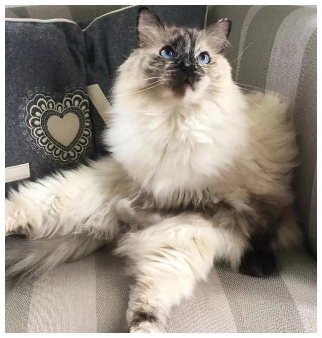 美到窒息你见过拥有扇形异色瞳的猫猫吗