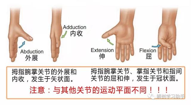 鞍状关节图片