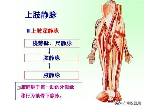 静脉血管是将血液回收到心脏的通道,静脉分为大静脉,中静脉,小静脉,微