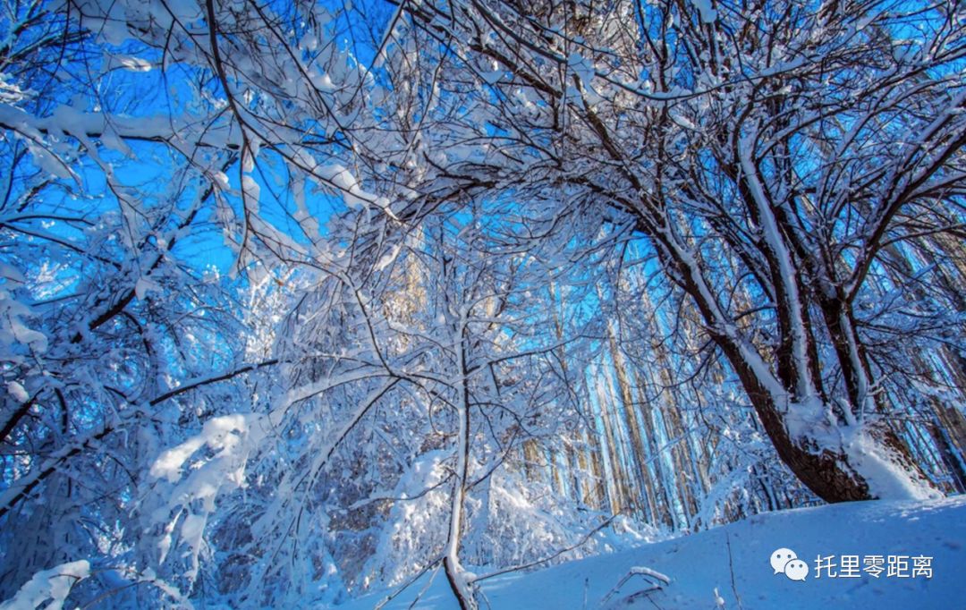 【魅力托里】雪景惊艳时光,浪漫温暖寒冬