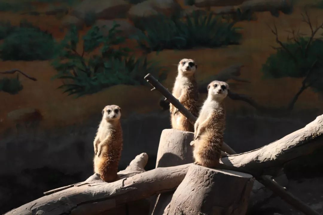 单岗,双岗;登高,踩低……看獴萌"哨兵"如何花式放哨!_动物园