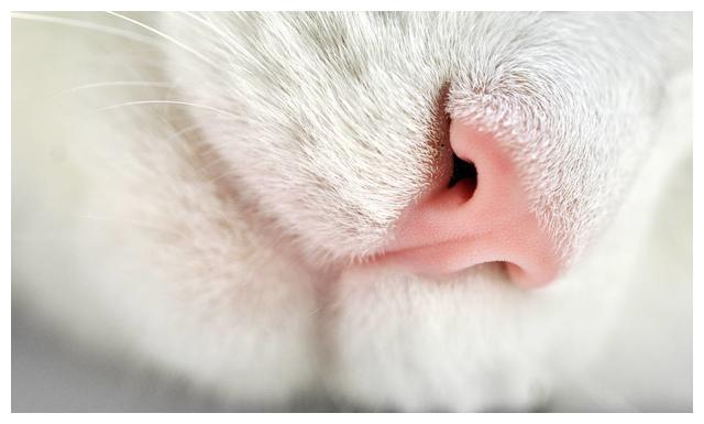 干净漂亮的猫鼻子注意事项:和清理猫咪眼睛分泌物一样,切不可直接用手