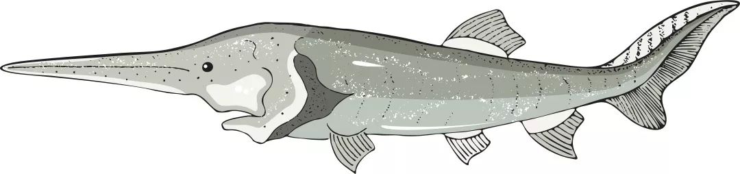 环境科学丨关于长江白鲟灭绝的真相及预警