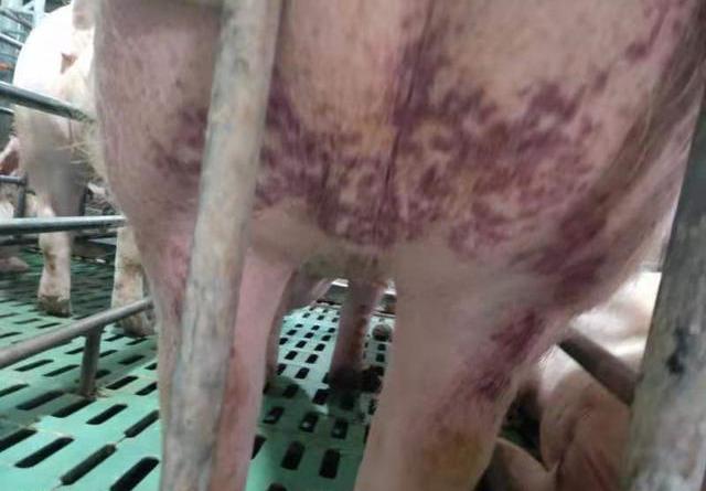 猪身上有紫色斑块:遇到败血的猪不要慌,养猪大哥教你治疗方法