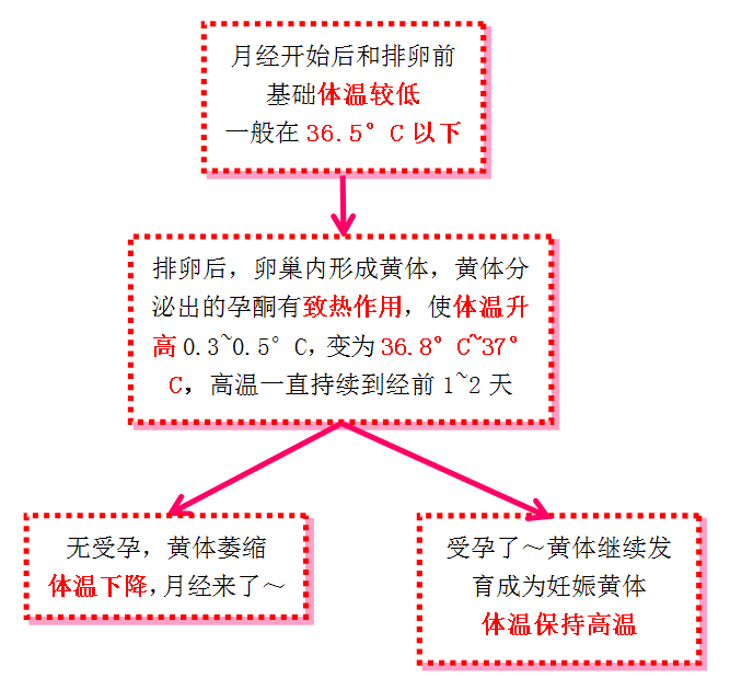 正常育齡期婦女的基礎體溫受到卵巢內分泌激素的影響而變化.