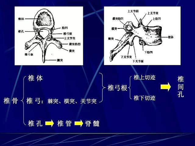 瑜伽自测胸椎的运动范围?安全的方式灵活胸椎