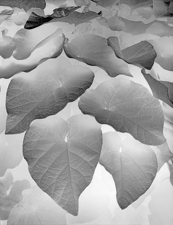 保罗卡普尼格罗直接摄影