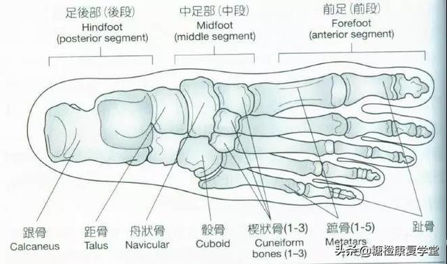 最常見的足部異常,引起骨盆傾斜,脊柱彎曲