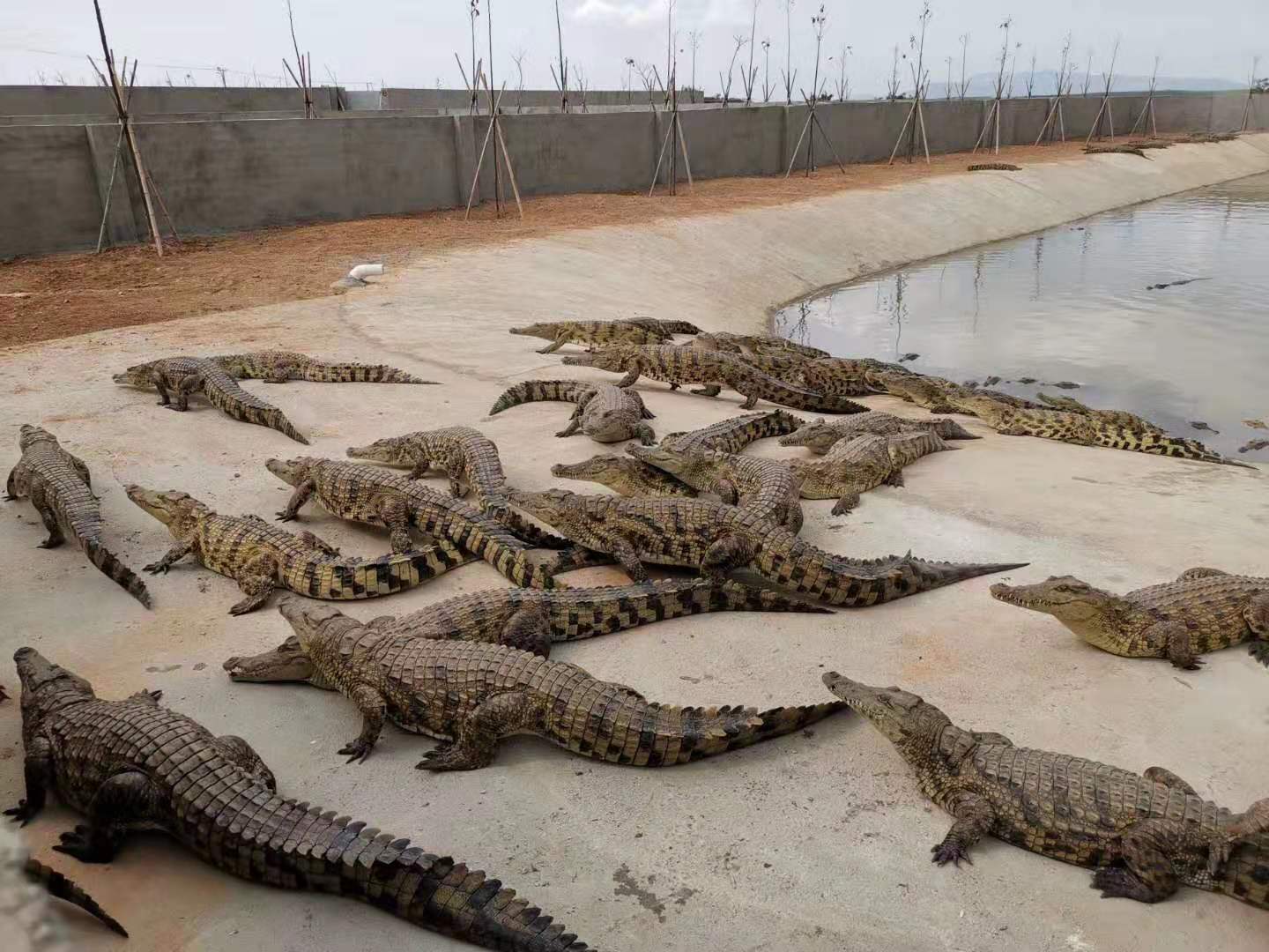 印度鳄鱼养殖场图片
