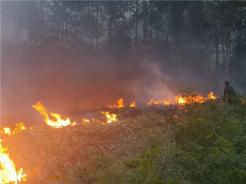 烧了蔗叶还想跑小平阳一老汉被处罚1000元