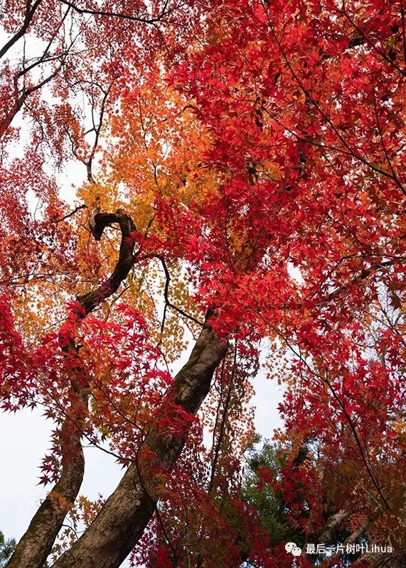 扶桑国的红叶