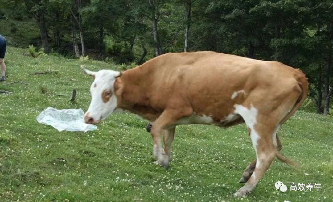 牛吃塑料布,其实很简单,轻松一招搞定!