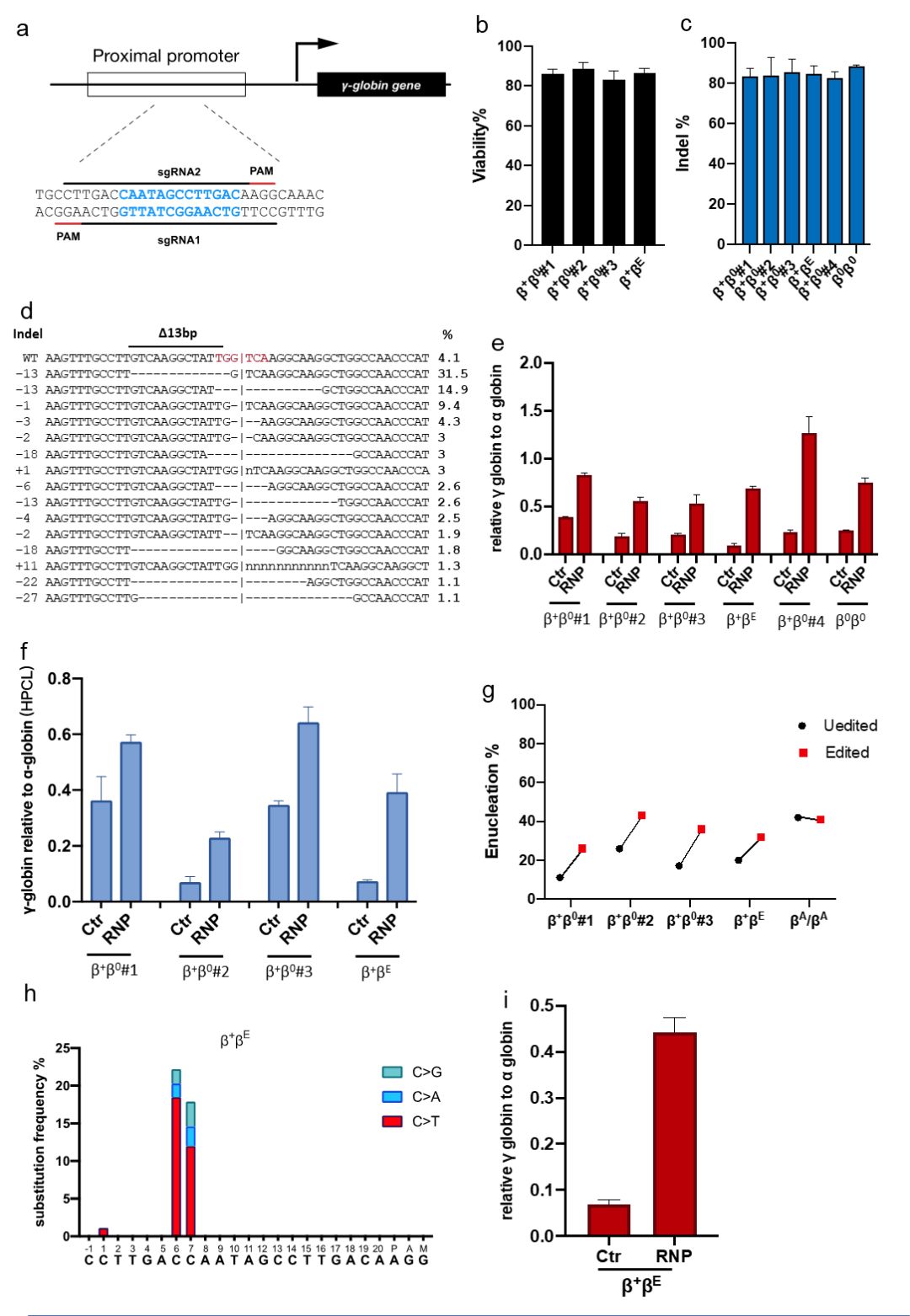 牛!华东师大科学家攻克地中海贫血基因治疗难题