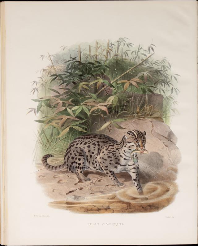 精美手绘画册猫科动物图鉴1883年版