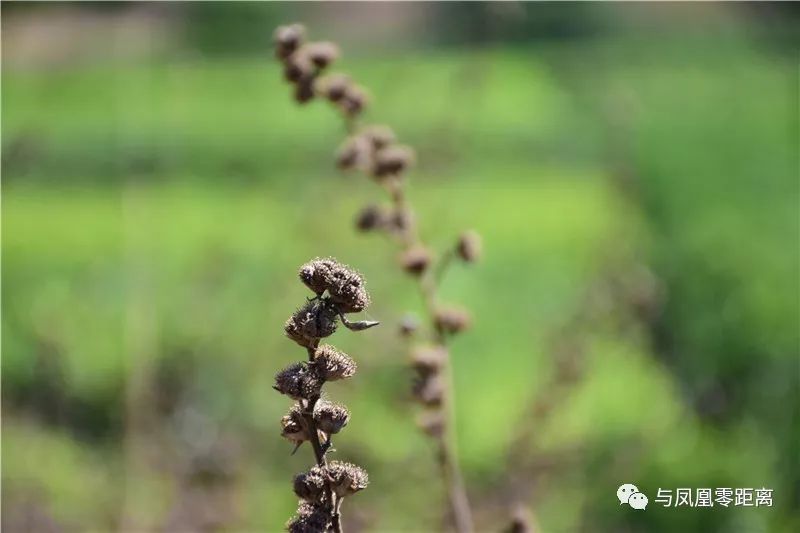 刺蒴麻别名:黄花地桃花,细号虱母头等.