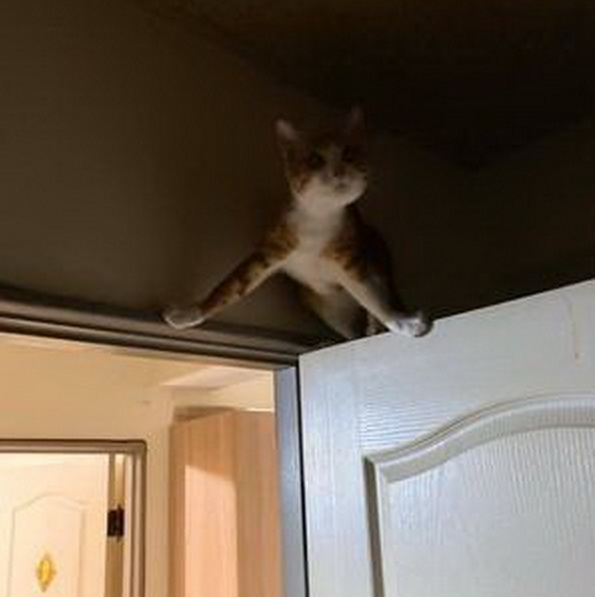 猫咪人字型挂在门上主人走进房间没有发现被狠狠地吓了一跳