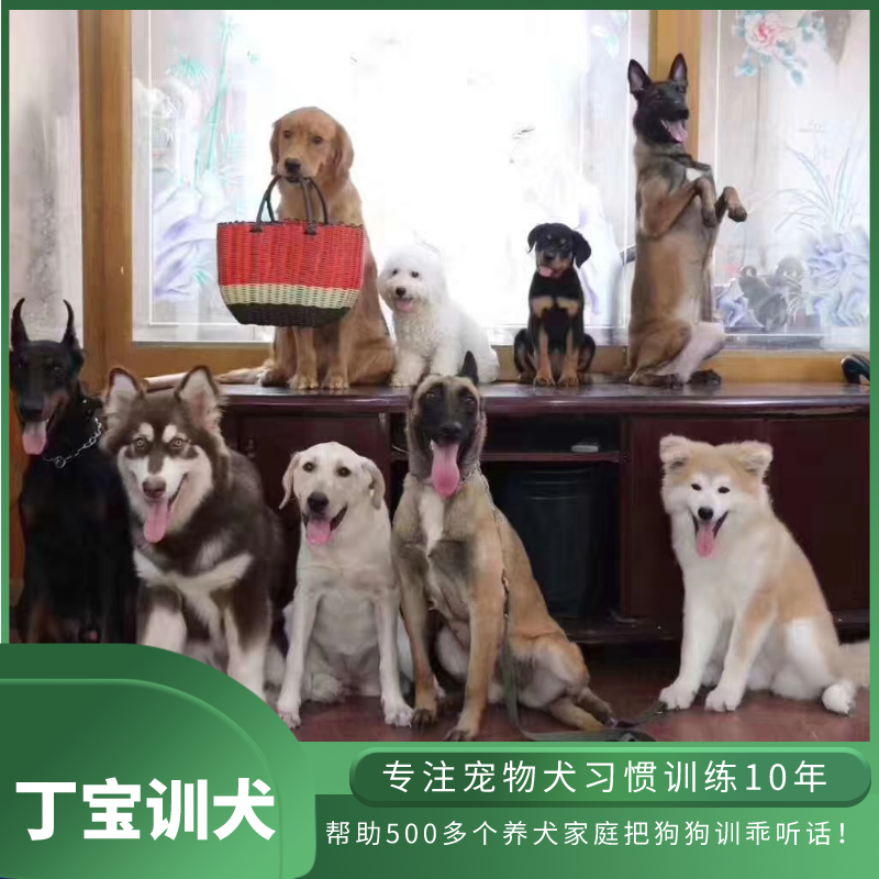 石家莊訓犬,訓狗,寵物訓練,丁寶訓犬_狗狗