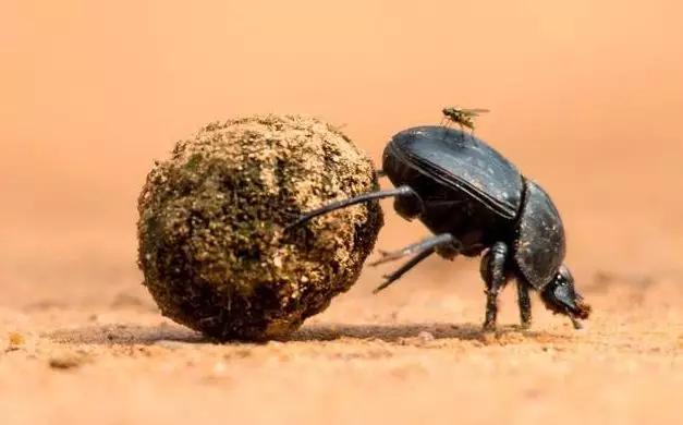蜣螂俗称屎壳郎,喜欢滚屎球,埃及人恰恰是把屎壳郎搬运屎球的姿态视作